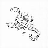 Scorpion Scorpions Alacranes Escorpiones Inspired Scorpio Animals Birijus Coloringbay Ages Getcolorings Pag sketch template