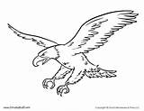 Bald Colorir águia Desenhos Template Timvandevall Tim Bichos sketch template