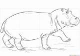 Drawing Hippo Coloring Draw Cute Face Hippopotamus Pages Printable Drawings Step sketch template