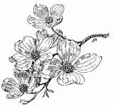 Dogwood Flowering Blossom Botanical Kellscraft sketch template