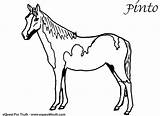 Horse Coloring Pages Pinto Drawing Getdrawings Embroidery Easy Horses Simple Getcolorings sketch template