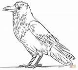 Raven Coloring Drawing Draw Pages Common Bird Kids Simple Tutorials Printable Step Crows Supercoloring Easy Crow Drawings Designlooter Choose Board sketch template