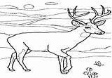 Deer Mule Coloring Pages Getdrawings Getcolorings sketch template