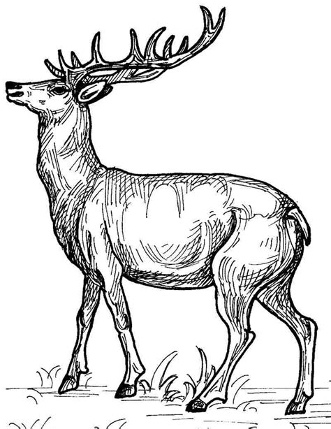 deer animals  printable coloring pages