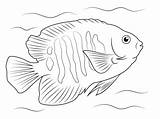 Coloring Flame Angelfish Pages Printable Fish Tropical Color Drawings Google Supercoloring Angel Search Drawing Paintings Ocean Version Click Categories Animal sketch template