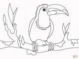 Coloring Toucan sketch template