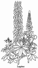 Coloring Bluebonnet Lupine Flower Drawing Flowers Template Pages Drawings Blue Bonnet Adults Printable Texas Contact Vector Getdrawings Lupin Voor Volwassenen sketch template