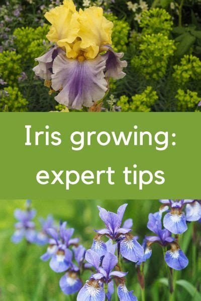 growing irises  answers   questions  middle sized