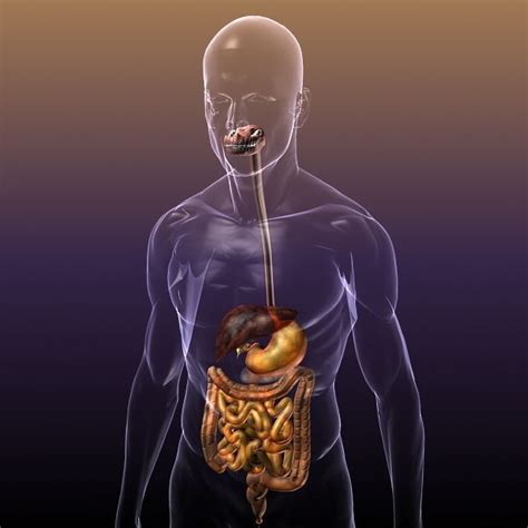 Digestive System In A Human Body 3d Model Cgtrader