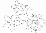 Poinsettia Christmas Template Flower Coloring Decorations Coloringpage Eu sketch template