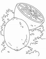 Coloring Lime Lemon sketch template