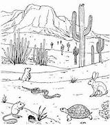 Desert Cactus Drawing Ecosystem Animals Life Draw Plants Outline Drawn Drawings Biome Kids Landscape Paintingvalley Adapt Yahoo Getdrawings Search Choose sketch template