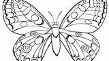 Butterfly Coloring Pages Caterpillar Color Small Cocoon Getcolorings Mandala sketch template