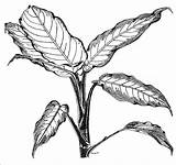 Dieffenbachia Plant Poison Picta Gov Plants Au sketch template