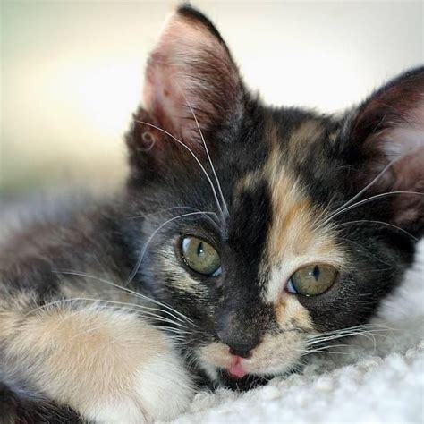 calico kittens google search baby kittens kittens cutest cats  kittens cute cats gato