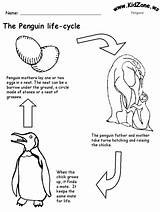 Penguin Penguins Life Cycle Printable Bird Coloring Facts Ws Kidzone Book Pages Penguin2 Animal Sheet Cycles Choose Board Print Alligator sketch template