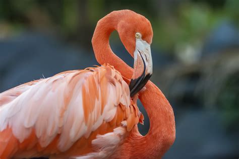 video  bizarre  flamingos feed young weirds  viewers
