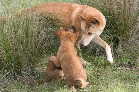 dingo sanctuary open days july august australian dog lover