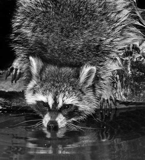 raccoon stock photo image  color mammal wild pest