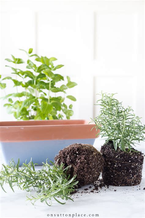 Small Herb Garden For The Kitchen On Sutton Place