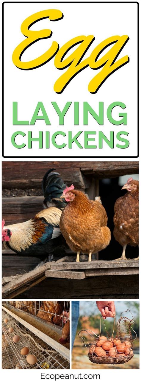 The Cover Of An Egg Laying Chickens Brochure With Pictures Of Hens And Eggs