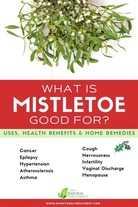 11 Unique Mistletoe Uses Health Benefits And Home Remedies