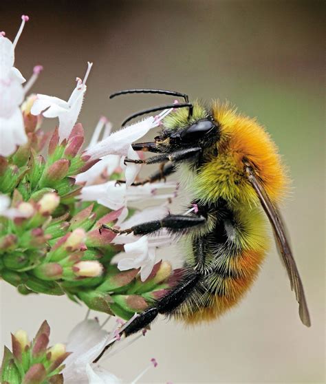 protecting  native pollinators pocketmagscom