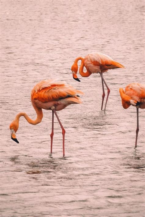 flamingos  curacao   curacao travel spot caribbean islands