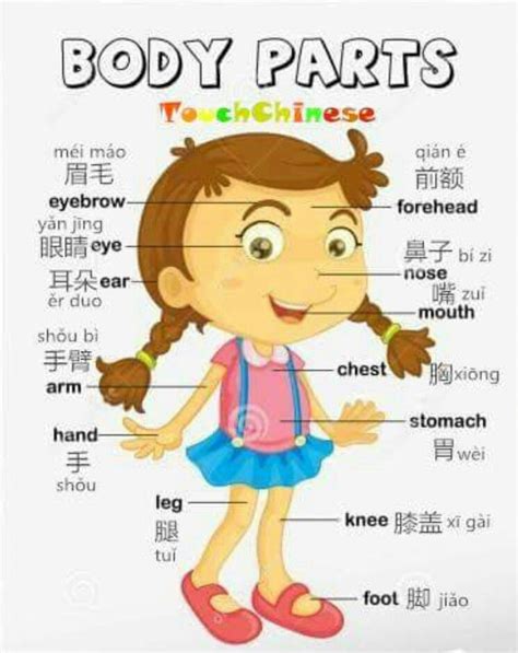 body parts in chinese flashcards gcse science revision cards kleos