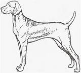 Vizsla Dogs sketch template