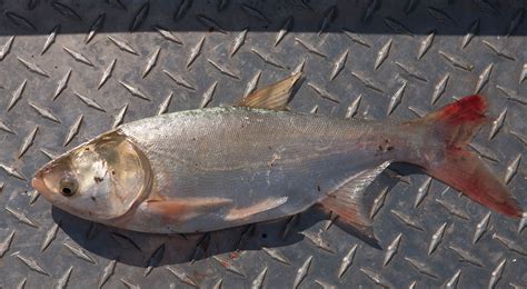 Great Lakes Aquatic Invasive Species