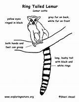 Lemur Tailed Ring Ringtail Ringtailed Designlooter sketch template