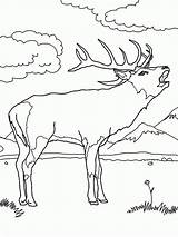 Elk Rocky Mountain sketch template