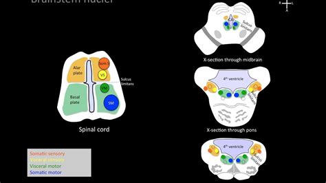 understanding brainstem cranial nerve nuclei doovi