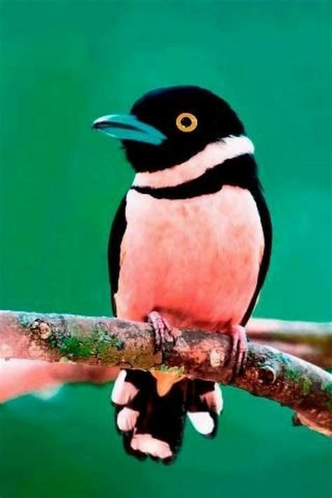broadbill bird kleurrijke vogels vogels huisdier vogel