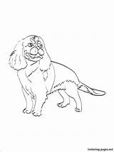 Cavalier King Spaniel Charles Coloring Pages Getcolorings Charle Color Getdrawings sketch template