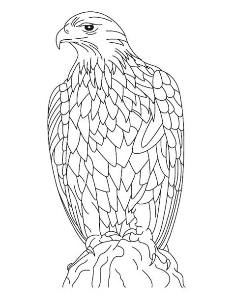 eagle coloring pages  getcoloringscom  printable colorings