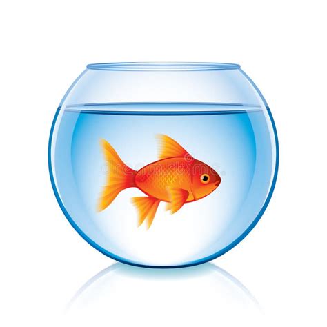 goldfish  bowl isolated  white vector stock vector illustration