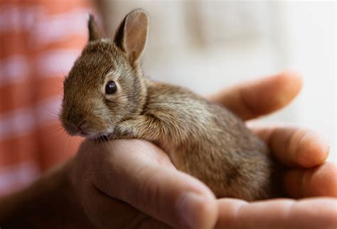 conigli  sono animali domestici ideali   bambini piccoli