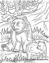 Bear Grizzly Coloring Pages sketch template