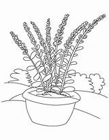 Coloring Lavanda Disegni Flowers Bambini Potted Bestcoloringpagesforkids sketch template