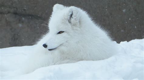 awesome animals     tundra
