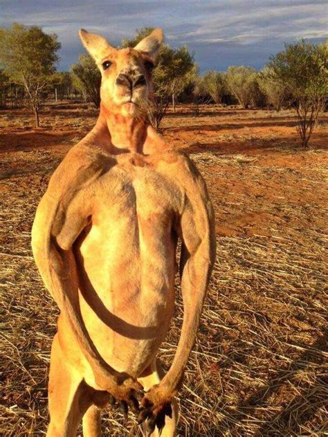 Why Are Kangaroos So Muscular