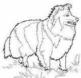 Bullmastiff Designlooter Shetland Sheepdog sketch template