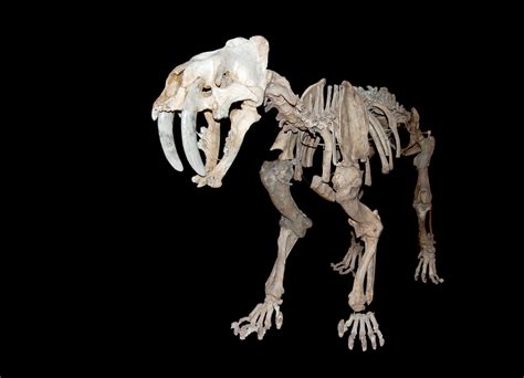 it s not easy to sex a saber toothed cat discoveries earth touch news
