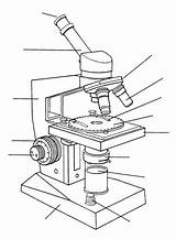 Microscopio Partes óptico Microscopios Optico Ciencias Cuadernos Interactivos Blinklearning sketch template