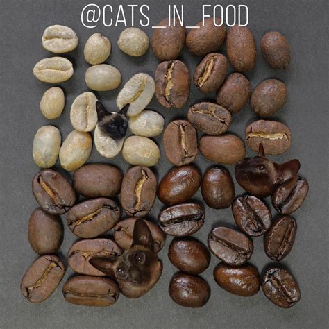 cats  food  instagram find   kitties atwearesiameeze catsinfood avec images