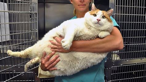Hello 18kg Kitty Is Meow The World S Fattest Cat