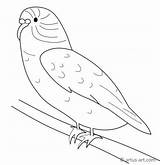 Coloring Pages Budgie Sheets Comments Printable Birds sketch template