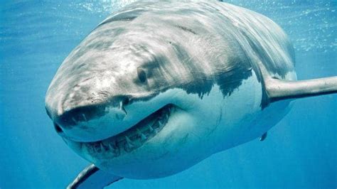 massive great white shark spotted off coast the courier mail